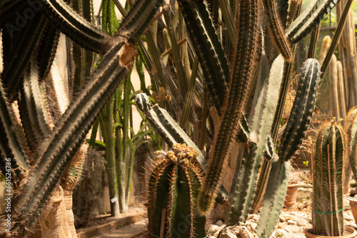  Group of cactus in a botanical garden
