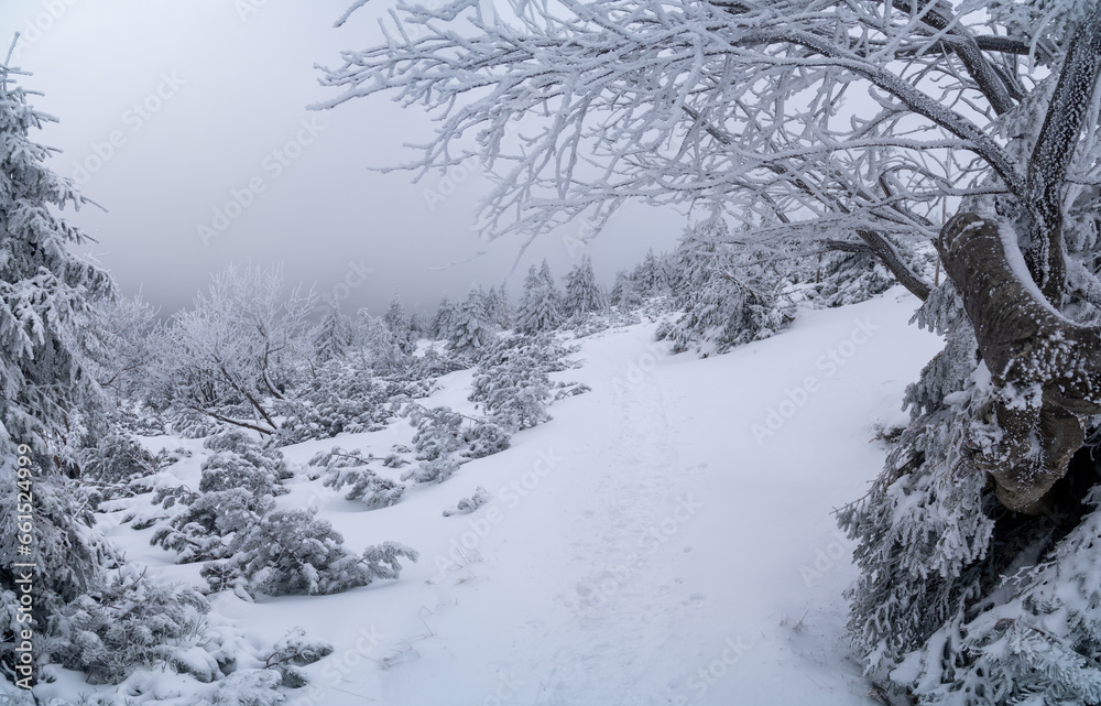 Mountain trail to Szrenica shelter full of footprints left on fresh snow Mountain trail to Szrenica shelter full of footprints left on fresh snow