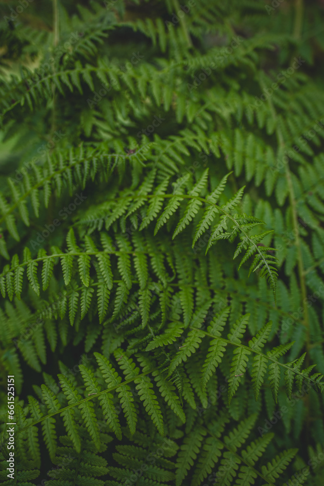 Ferns in the woods