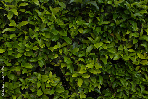  Artificial green leaf background