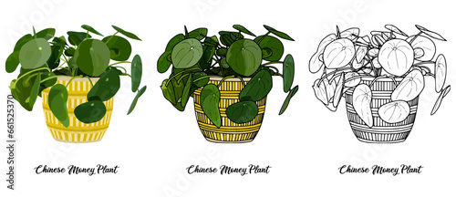 Chinese Money Plant Hand drawn Realistic House Plant Flower illustrations 