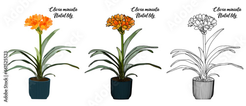 Natal lily Hand drawn Realistic House Plant Flower illustrations 