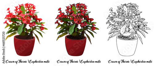 Euphorbia milii Hand drawn Realistic House Plant Flower illustrations 