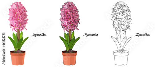 Tablou pe pânză Hyacinthus Hand drawn Realistic House Plant Flower illustrations