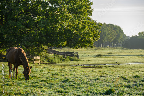 Morgenstimmung an der Aa im Münsterland photo