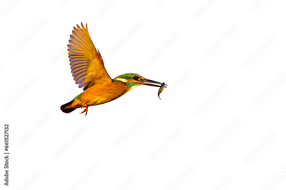 Obraz premium Colorful bird kingfisher. Isolated bird. White background. Bird: Common Kingfisher. Alcedo atthis.