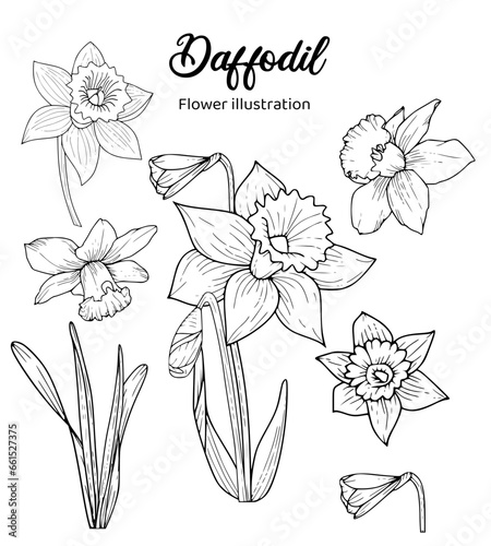 Daffodil Hand drawn Realistic Flower illustrations 