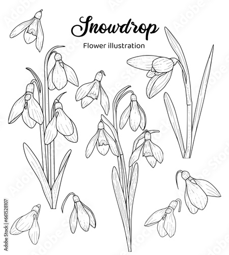 Snowdrop Hand drawn Realistic Flower illustrations 