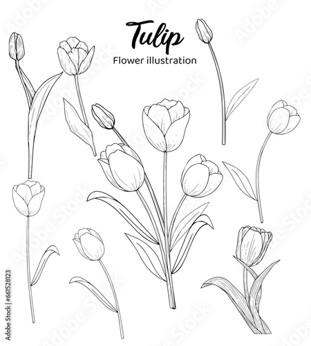 Tulip Hand drawn Realistic Flower illustrations 