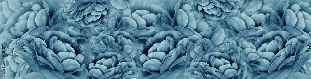 Fototapeta premium Floral spring background. Petals flowers. Close-up. Nature.