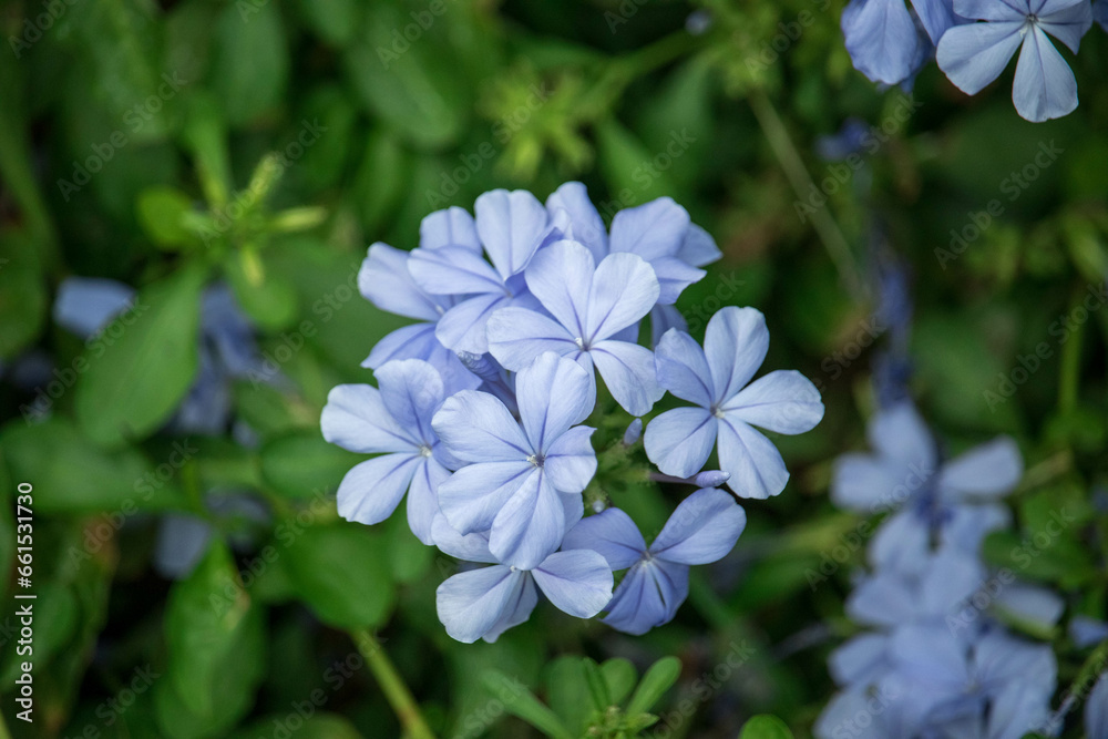 Blue flower of Cape leadwort in the garden. (Scientific name Plumbago auriculata) Blue flower of Cape leadwort in the garden. (Scientific name Plumbago auriculata)