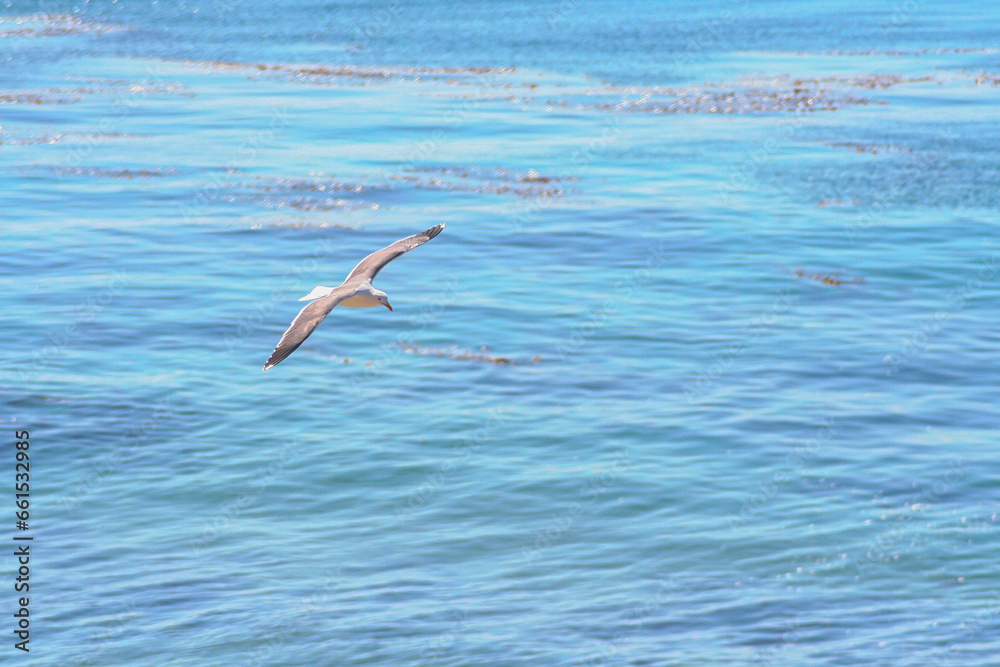Fototapeta premium A bird flying over the blue sea