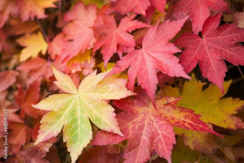 Vibrant autumn foliage outdoors. Perfect for seasonal use. Generative AI