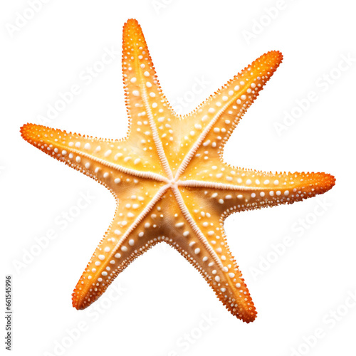 starfish isolated on a transparent background
