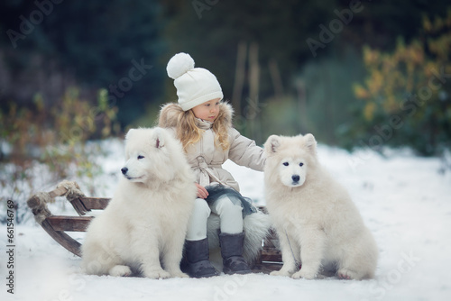 Small girl sitting on sledges with white dogs samoyed in winter park