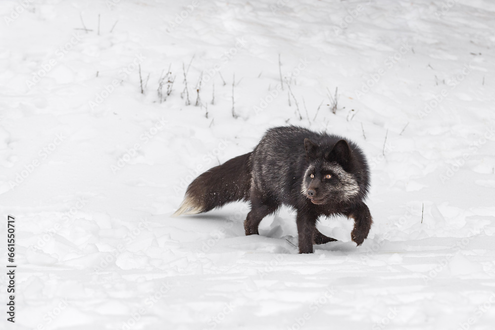 Silver Fox (Vulpes vulpes) Turn and Step in Snow Winter