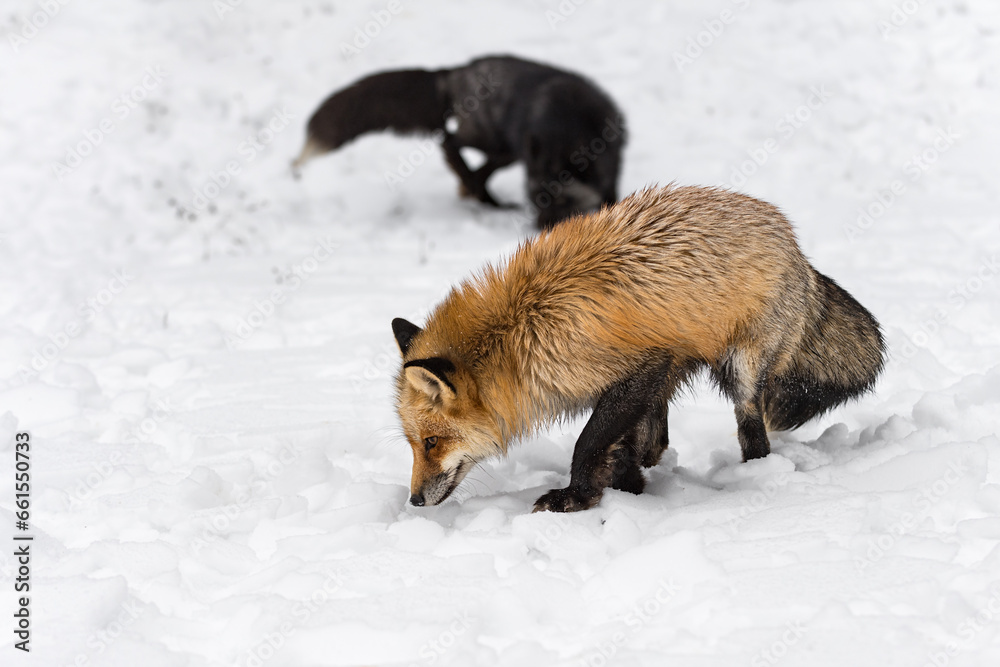 Naklejka premium Red Fox (Vulpes vulpes) Sniffs in Foreground Silver in Background Winter