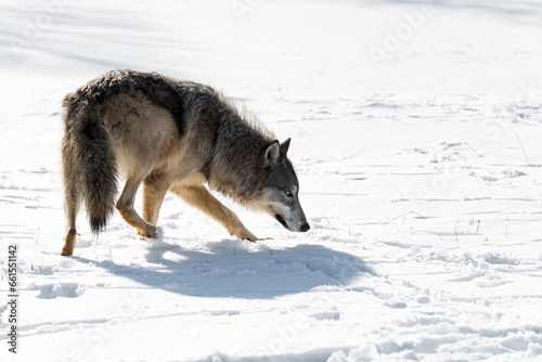 Backlit Grey Wolf (Canis lupus) Turns in Snow Winter © geoffkuchera