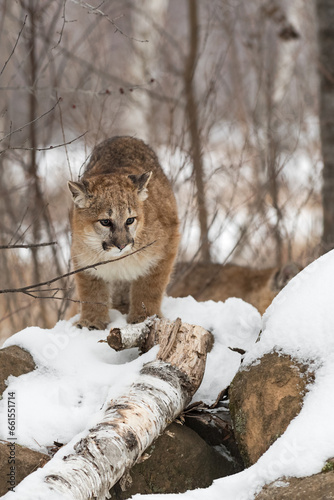 Cougar  Puma concolor  Stands on Snow Pile Sibling Walks Behind Winter