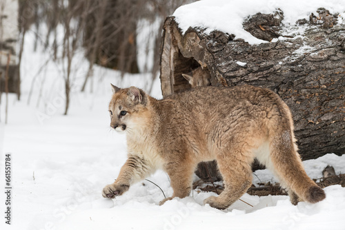 Cougar  Puma concolor  Steps Past Log SIbling Inside Winter