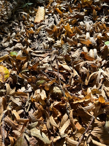 Lush Autumn Foliage Blanketing Forest Floor