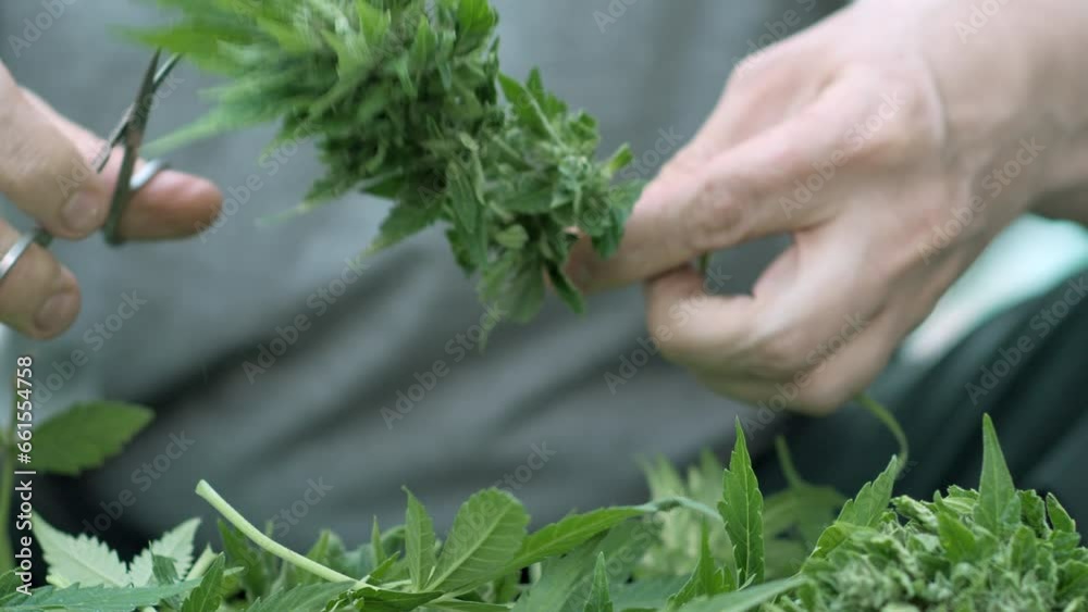 Manicure treatment of ripe medical cannabis harvest. Manicure of marijuana buds. Unnecessary hemp leaves are cut off and a beautiful bud is formed. 4k. Manicure treatment of ripe medical cannabis harvest. Manicure of marijuana buds. Unnecessary hemp leaves are cut off and a beautiful bud is formed. 4k.