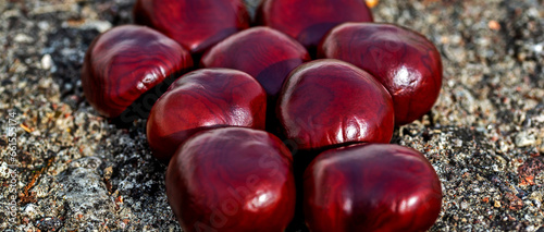 Seeds of a deciduous tree called Horse Chestnut commonly found in parks of the city of Białystok in Podlasie, Poland.
