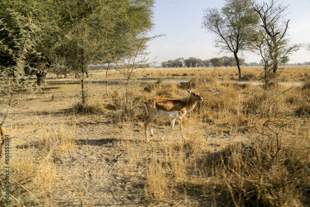 Indian Gazelle -Gazella bennettii, Natural Reserve Tal Chappar Blackbuck Sanctuary- safari located at Beer Chhapar Rural, Rajasthan, India.