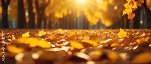 Beautiful autumn landscape with yellow leaves and sun. Colorful foliage in the park. Falling leaves