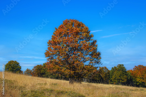 Single beech tree in meadow at autumn