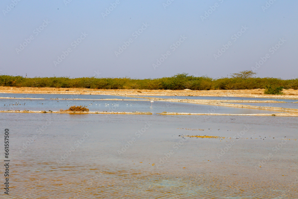 Greater Flamingo (Phoenicopterus roseus) in a saline with a flock of Pied Avocet (Recurvirostra avosetta) Greater Flamingo (Phoenicopterus roseus) in a saline with a flock of Pied Avocet (Recurvirostra avosetta)
