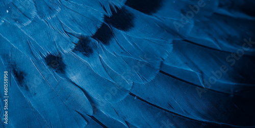 blue feather pigeon macro photo. texture or background