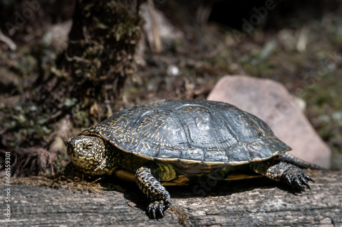 żółw błotny żyjący w bagiennym środowisku