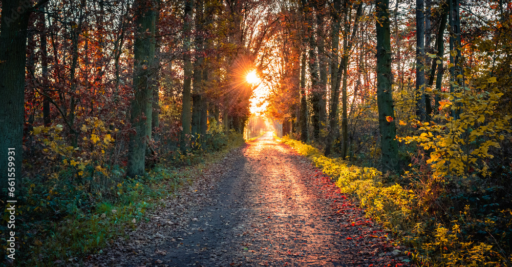 Forest trail at sunset. Autumn in Belgian forest.