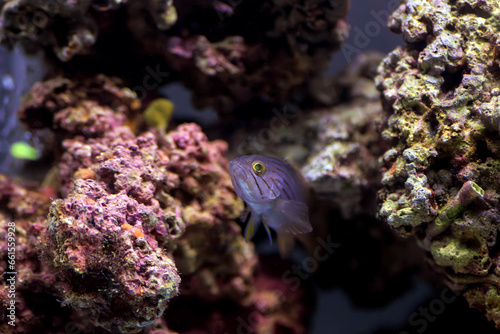 Golden blotch grouper fish - Epinephelus costae