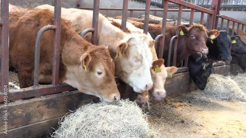 Cattle eating silage grass feed through a gate in a shed at a farm in UK photo