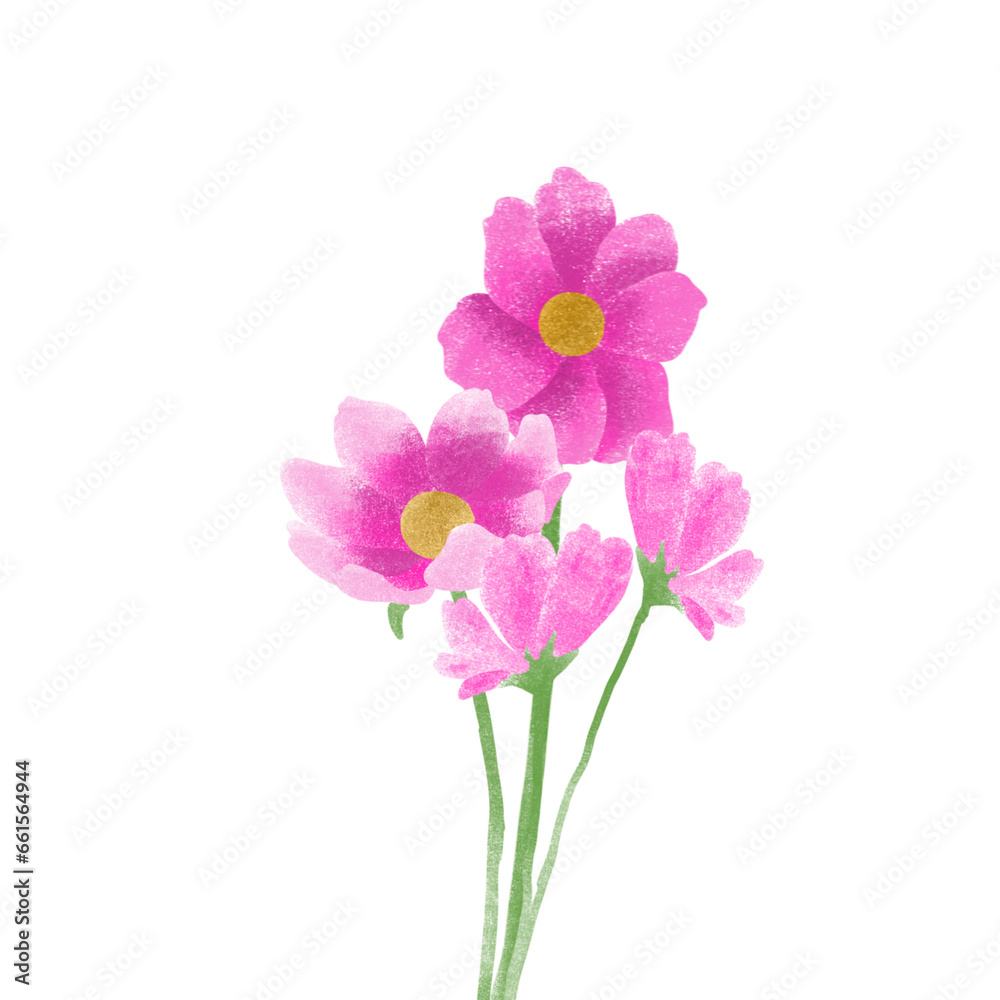 pink carnation 