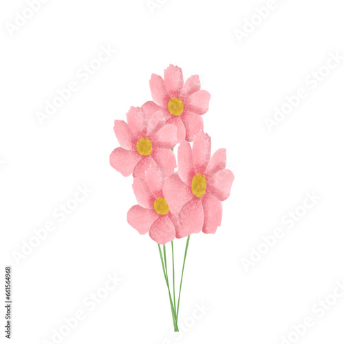 pink carnation flowers