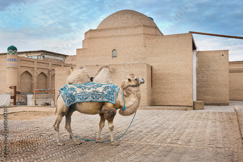 Stampa su tela Central Asian camel in Khiva Uzbekistan