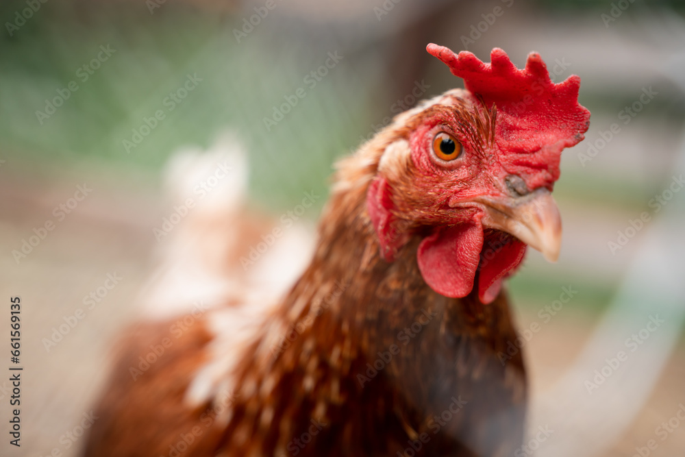 Chicken photographed through a grate, selective focus