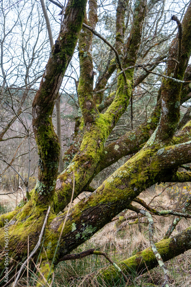 Leafless tree covered in moss in the moor with grass at Lower Lake in County Wicklow near Glendalough, Ireland