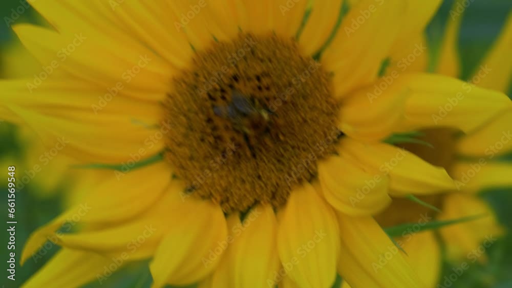Bee and sunflower plant harvesting nectar collecting yellow polen food production 2 Bee and sunflower plant harvesting nectar collecting yellow polen food production 2