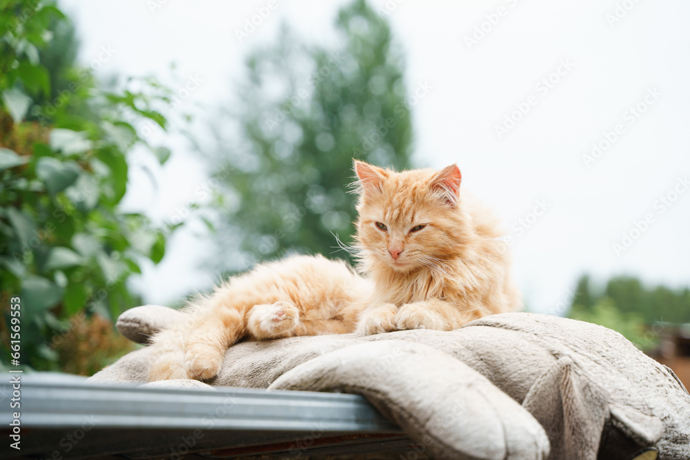 Homeless ginger cat in summer outdoor