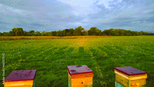 bee hives in the meadow
