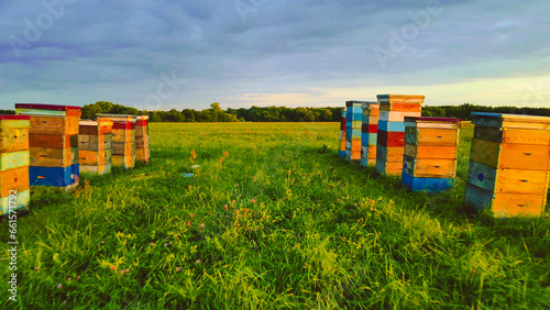 bee hives in the field photo