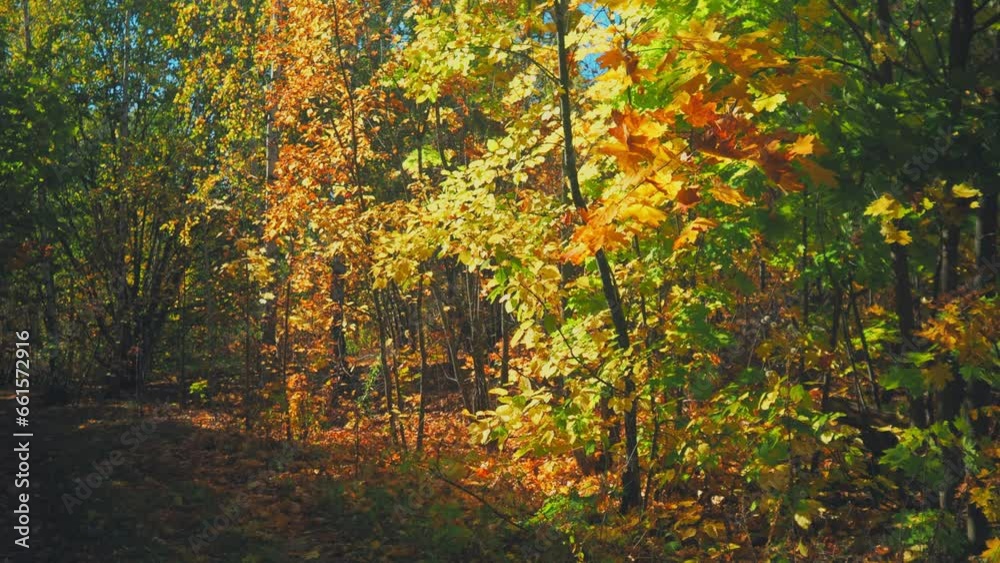 Change Season From Green Summer To Yellow Colors of Autumn Forest Landscape. clearing in the forest. Beautiful Sun Sunshine In Autumn Woods. Sunlight Shine Through Foliage In Trees Woods. Fall. 4K Change Season From Green Summer To Yellow Colors of Autumn Forest Landscape. clearing in the forest. Beautiful Sun Sunshine In Autumn Woods. Sunlight Shine Through Foliage In Trees Woods. Fall. 4K