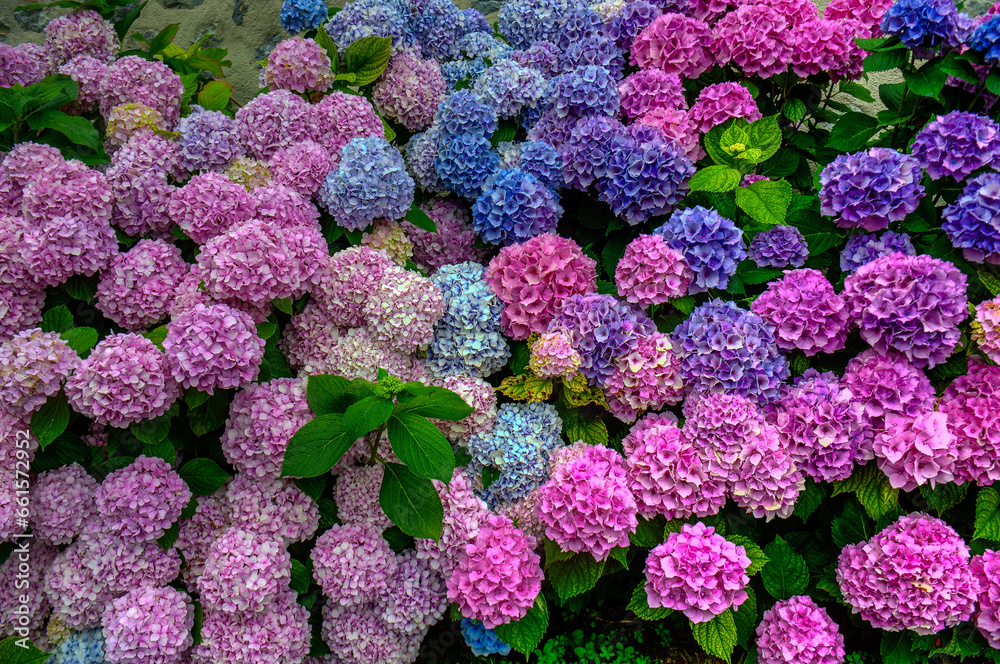 The genus Hydrangea includes ornamental plants, commonly known as hydrangeas, native to southern and eastern Asia and the Americas. The genus Hydrangea includes ornamental plants, commonly known as hydrangeas, native to southern and eastern Asia and the Americas.