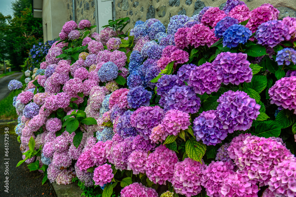 The genus Hydrangea includes ornamental plants, commonly known as hydrangeas, native to southern and eastern Asia and the Americas.