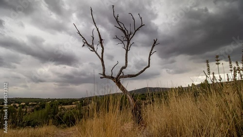 Dry Tree and Fast Flowing Clouds