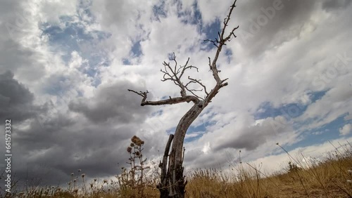 Dry Tree and Fast Flowing Clouds